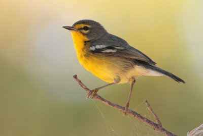 Adelaide's Warbler