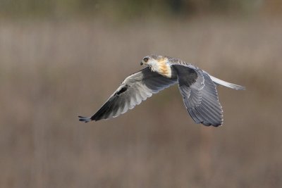 White-tailed Kite