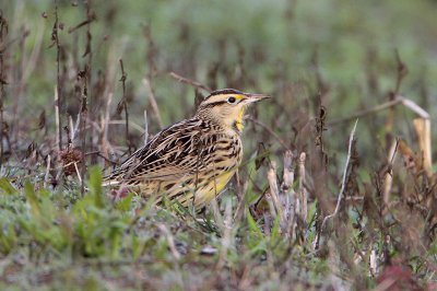 Eastern Meadowlark