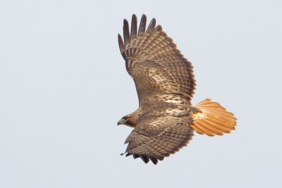 Red-tailed Hawk