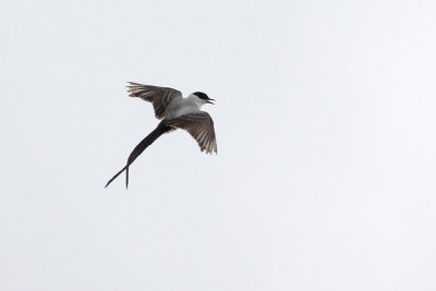 Fork-tailed Flycatcher