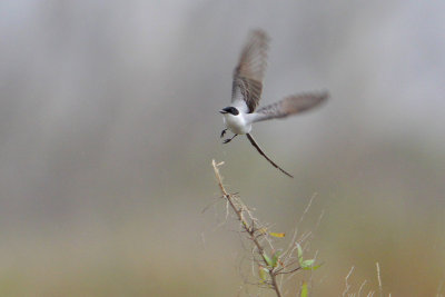 Fork-tailed Flycatcher