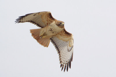 Red-tailed Hawk