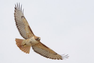 Red-tailed Hawk