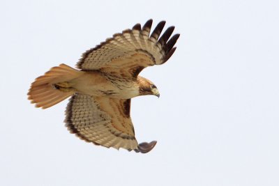 Red-tailed Hawk