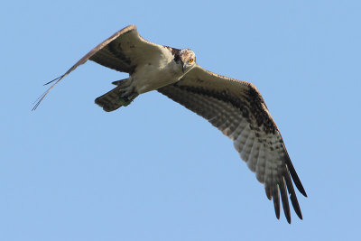 Osprey