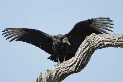 Black Vulture