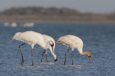 Whooping Crane