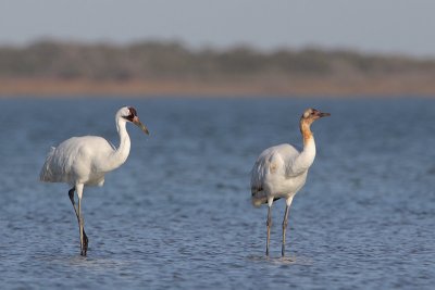 Whooping Crane