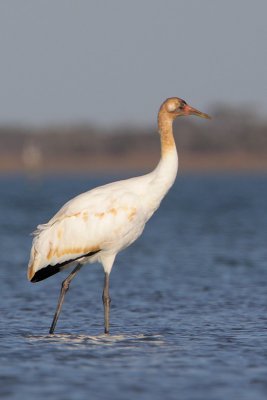 Whooping Crane