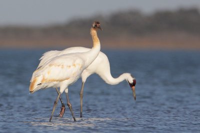 Whooping Crane