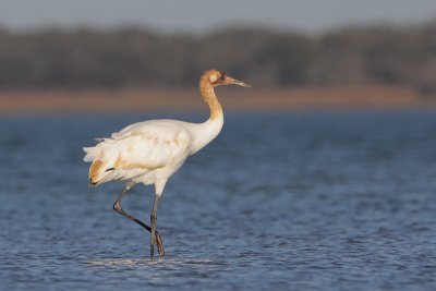 Whooping Crane