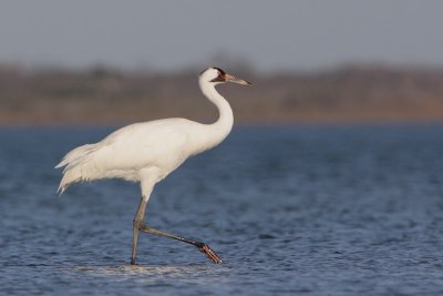 Whooping Crane