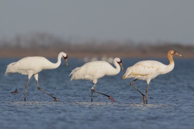 Whooping Crane