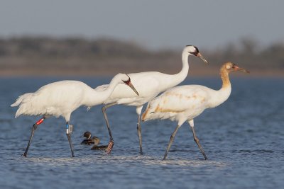 Whooping Crane