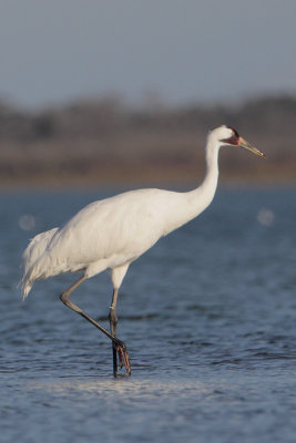 Whooping Crane