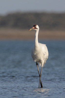 Whooping Crane