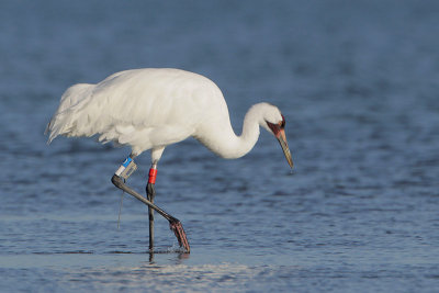 Whooping Crane