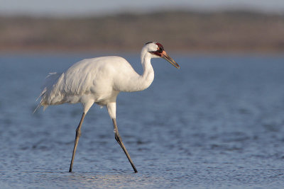 Whooping Crane