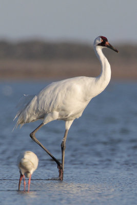 Whooping Crane