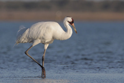 Whooping Crane