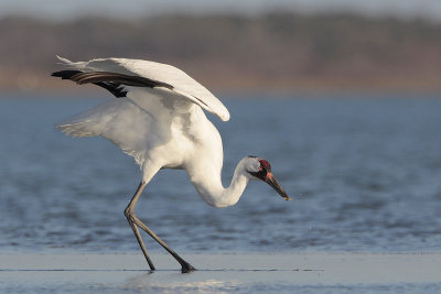 Whooping Crane