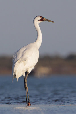 Whooping Crane