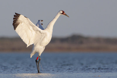 Whooping Crane