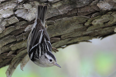 Black-and-white Warbler