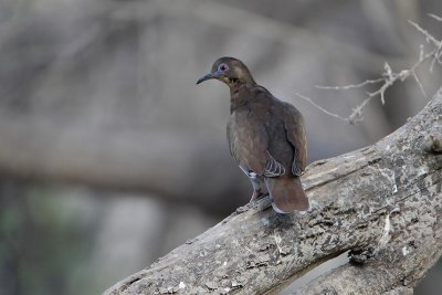 White-winged Dove