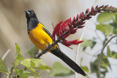 Black-vented Oriole