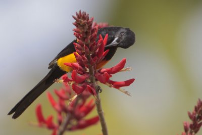 Black-vented Oriole