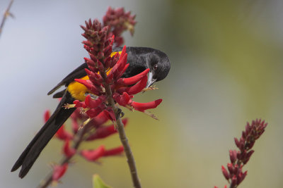 Black-vented Oriole