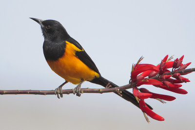 Black-vented Oriole