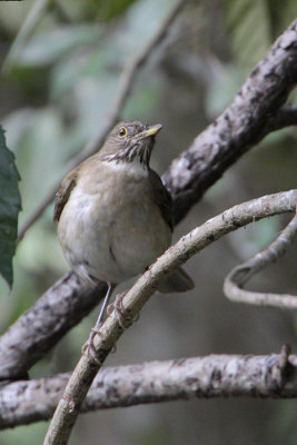 White-throated Thrush