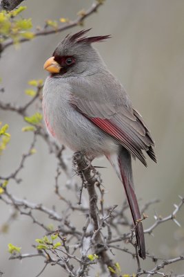 Pyrrhuloxia