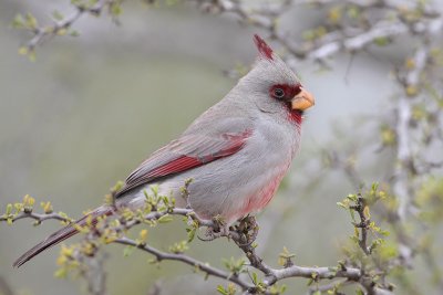 Pyrrhuloxia