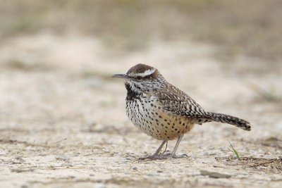 Cactus Wren