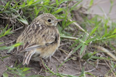 Sprague's Pipit