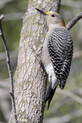 Golden-fronted Woodpecker