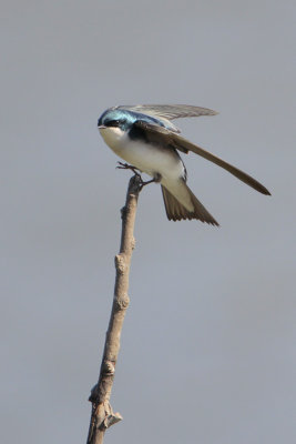 Tree Swallow