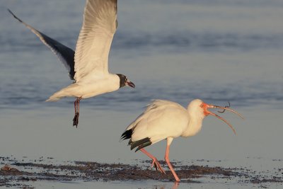 White Ibis and Laughing Gull