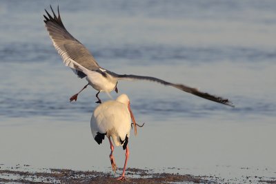 White Ibis and Laughing Gull