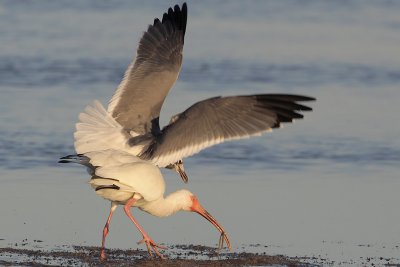 White Ibis and Laughing Gull