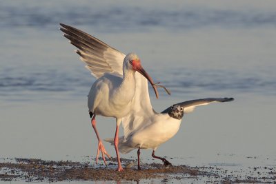 White Ibis and Laughing Gull