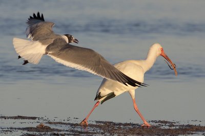 White Ibis and Laughing Gull