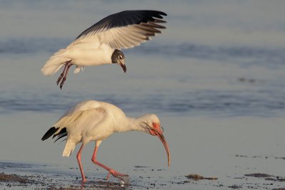 White Ibis and Laughing Gull