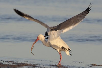 White Ibis and Laughing Gull