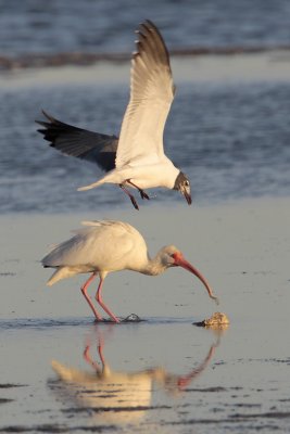 White Ibis and Laughing Gull