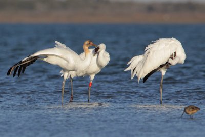 Whooping Crane